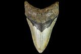 Fossil Megalodon Tooth - North Carolina #109683-1
